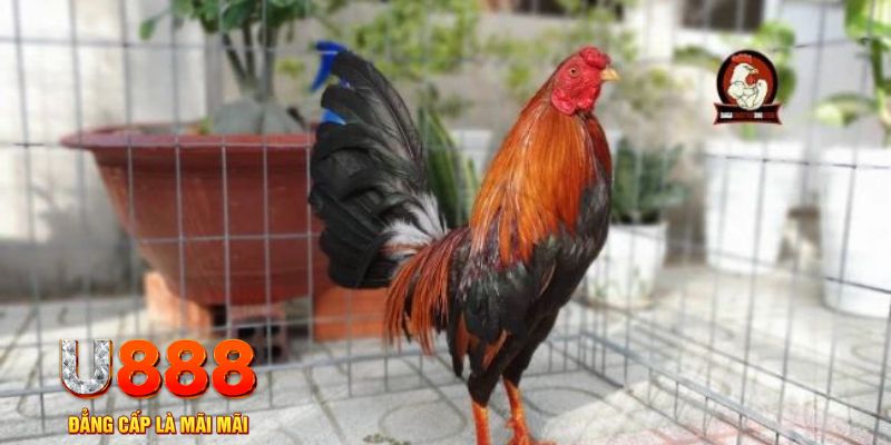 ok365 game máy bay nổ hũ