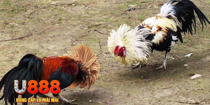 ok365 game nổ hũ là gì